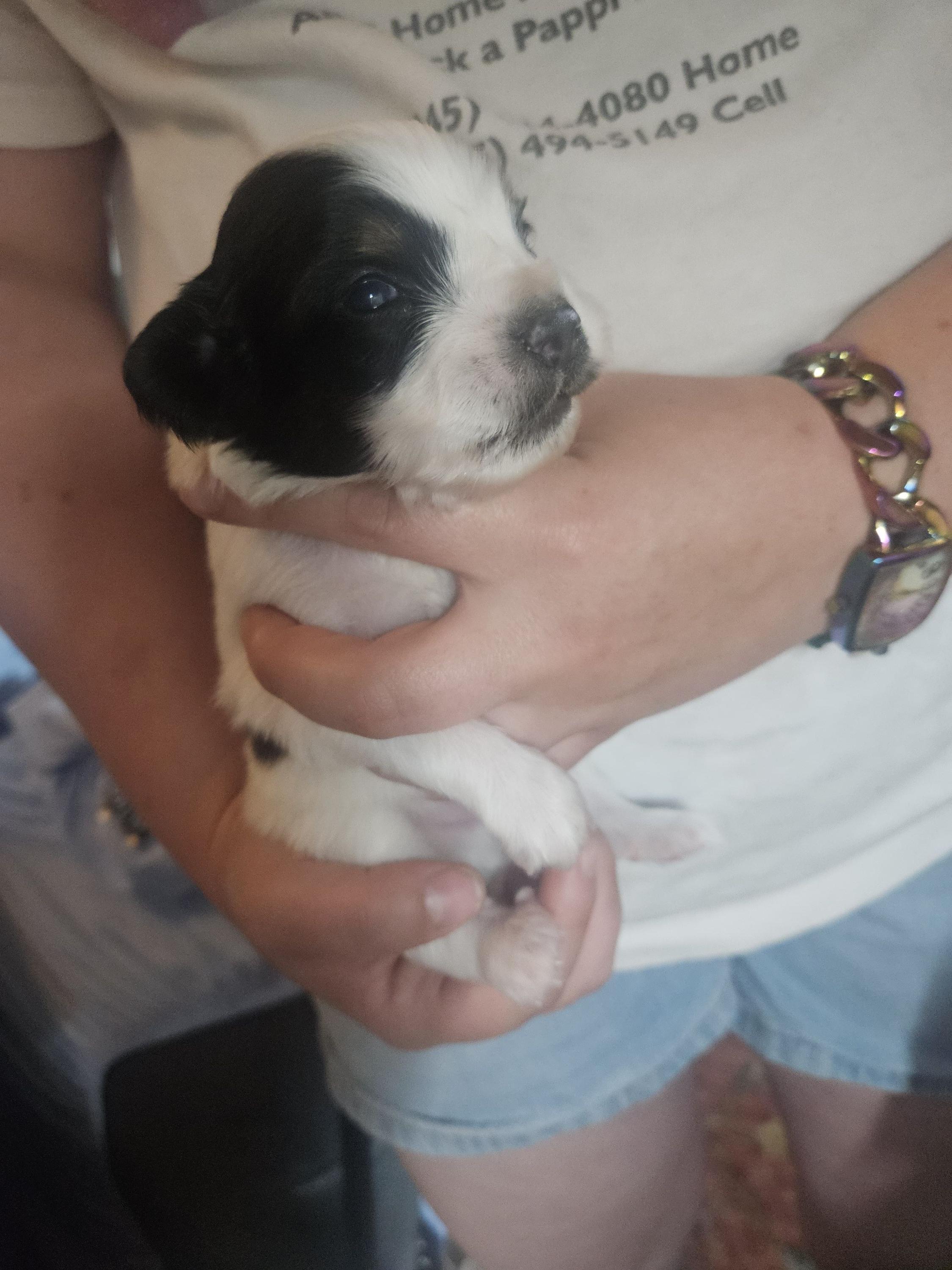 Pringle - White black and tan male Papillon puppy in Middletown, New York from Patti's Pappi Puppies (Puppies due end of July!!!)