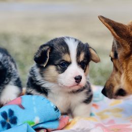 Australian Shepherd, Lagotto Romagnolo, and Pembroke Welsh Corgi Puppies from SS Australian Shepherds