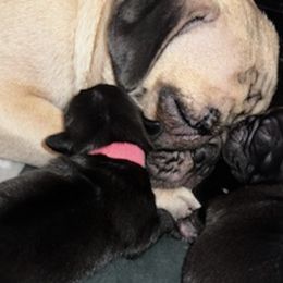 Pugs from Andrea's Pugs