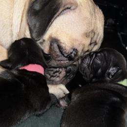 Pugs from Andrea's Pugs