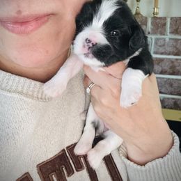 Milagro - Black and white female Cavatzu puppy in Turlock, California from Charming Woofs