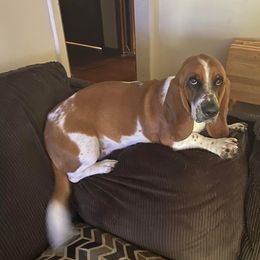 Duke - Basset Hound