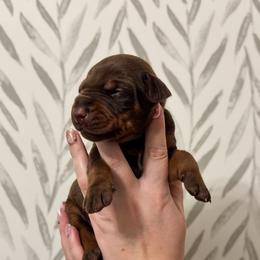 Boy 3 - Doberman Pinscher puppy from Imperium Dobermann Kennel