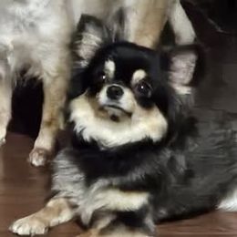 SASSY - Chihuahua