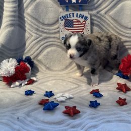 Miniature Australian Shepherd and Toy Australian Shepherd Puppies from Cherry Grove Kennel