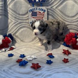 Miniature Australian Shepherd and Toy Australian Shepherd Puppies from Cherry Grove Kennel