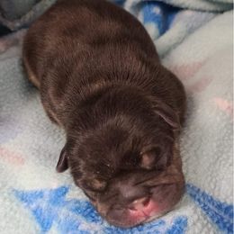 French Bulldog and Newfoundland Puppies from Haywire Frenchies & Newfoundland’s