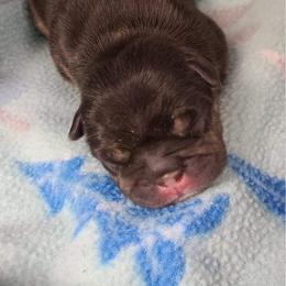 French Bulldog and Newfoundland Puppies from Haywire Frenchies & Newfoundland’s