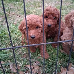 Blue collar boy - Red  male Poodle puppy in Hogansville, Georgia from Grace Colt Farms