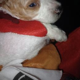 Red boy - Parti male Poodle puppy in Nolensville, Tennessee from White Willow Poodles