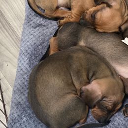 Dachshund Puppies from CV Doxies
