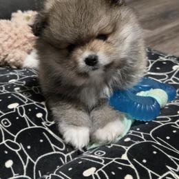 Casanova - Wolf sable male Pomeranian puppy in Decatur, Alabama from Ruby's Pomeranians