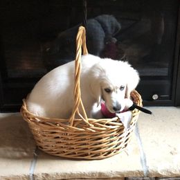 Golden Retriever Puppies from English Creamery Golden Retrievers