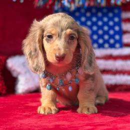 Thumper - Dapple male Dachshund puppy in Lincoln, Arkansas from Red Dirt Dachshunds