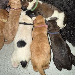 Girl 2 - Apricot female Goldendoodle puppy in Suring, Wisconsin from Black Oak Doodles