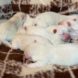 Boy 6 - White male Siberian Husky puppy in Solon Springs, Wisconsin from Snowfall Siberians