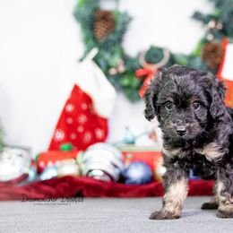 Aussiedoodle Puppies from Dreamcatcher Dogs