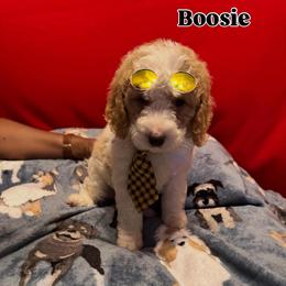Boosie - Cream male Goldendoodle puppy in Cordova, Tennessee from TrueLine kennels