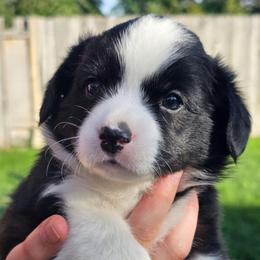 Jade - Brindle and white female American Corgi puppy in Boise, Idaho from Porter Creek Corgis