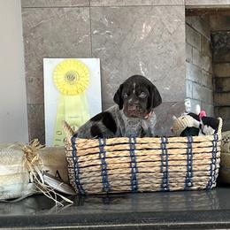 Girl 1 - Liver and white female German Wirehaired Pointer puppy in Oregon City, Oregon from German Wirehaired Versatility Dogs