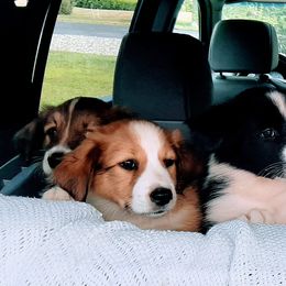 English Shepherd Puppies from Tranquil Morning Farm