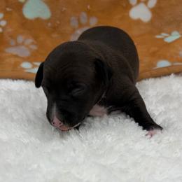 Bonnie - Seal female Italian Greyhound puppy in West Plains, Missouri from Sycamore Ridge Puppies