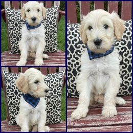 Goldendoodle Puppies from Puppy Paws Colorado