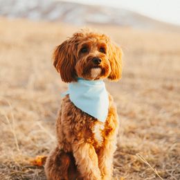 DeeOhGi - Goldendoodle