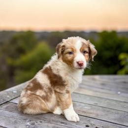 Suede McKee - Red merle male Australian Shepherd puppy in Statesville, North Carolina from Charming Australian Shepherds