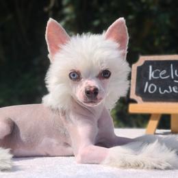 Chinese Crested and Rottweiler Puppies from Long Rotts & Long Haul Cresteds