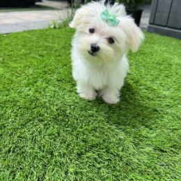 Turquoise girl - White female Maltese puppy in Massachusetts from Happy Tail Yorkies and Maltese