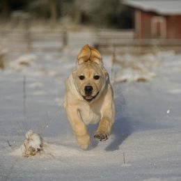 Labrador Retriever Puppies from Cecilie Drege