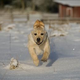 Labrador Retriever Puppies from Cecilie Drege