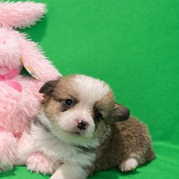 16 Green collar - White and fawn female Pembroke Welsh Corgi puppy in Port Republic, Maryland from Bestfurends