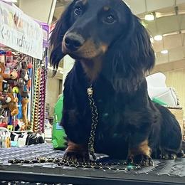 Gunner - Dachshund