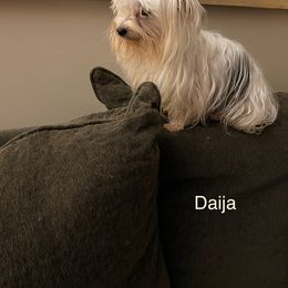 Daija - Yorkshire Terrier