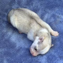 Denali - Merle male Pomsky puppy in Winchendon, Massachusetts from Mountain View Pomskies