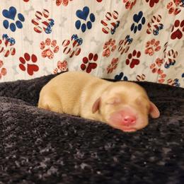 Boy 2 - Cream male Dachshund puppy in Lovell, Wyoming from Bernstein Doxies