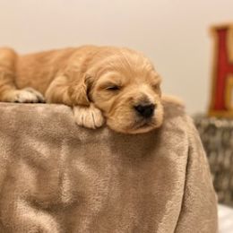 Goldendoodle Puppies from Knox Family Goldens & Doodles