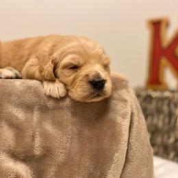 Goldendoodle Puppies from Knox Family Goldens & Doodles