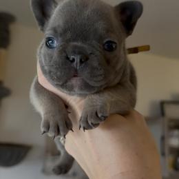 Blue and tan (Yellow collar)(Truly x Drip) - Tricolors male French Bulldog puppy in Gulf Breeze, Florida from SW Frenchies