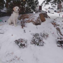 Golden Retriever Puppies from Danielle Kemper