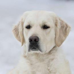 Birdie - Golden Retriever