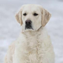 Birdie - Golden Retriever