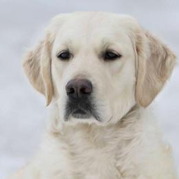 Birdie - Golden Retriever