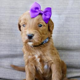 Truffle - Red  female Goldendoodle puppy in Comanche, Texas from Central Texas Doodles, LLC.