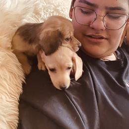 Dachshund Puppies from Northwest Dachshunds