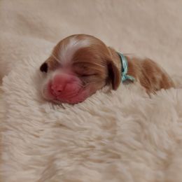 Girl 2 - Cocker Spaniel puppy in Kountze, Texas from Southeast Texas Cocker Spaniels