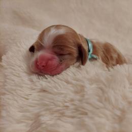 Girl 2 - Cocker Spaniel puppy in Kountze, Texas from Southeast Texas Cocker Spaniels
