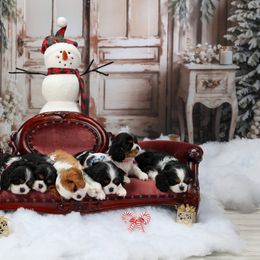 Cavalier King Charles Spaniel Puppies from Royalheart Cavalier King Charles
